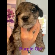 Cockapoo - Both