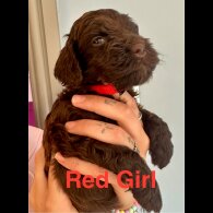 Cockapoo - Both
