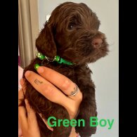 Cockapoo - Both