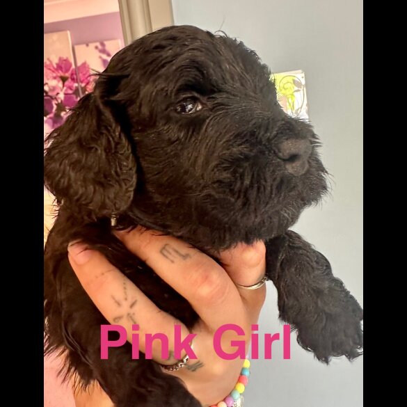 Cockapoo - Both