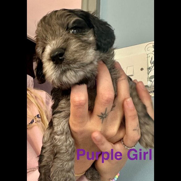 Cockapoo - Both