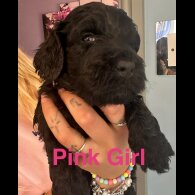 Cockapoo - Both