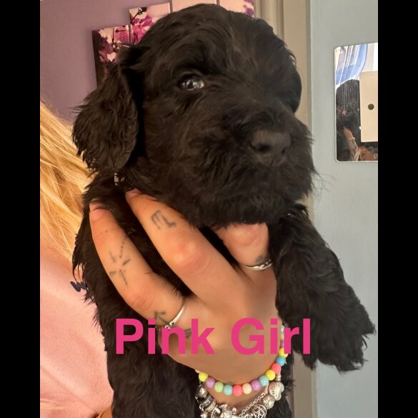 Cockapoo - Both