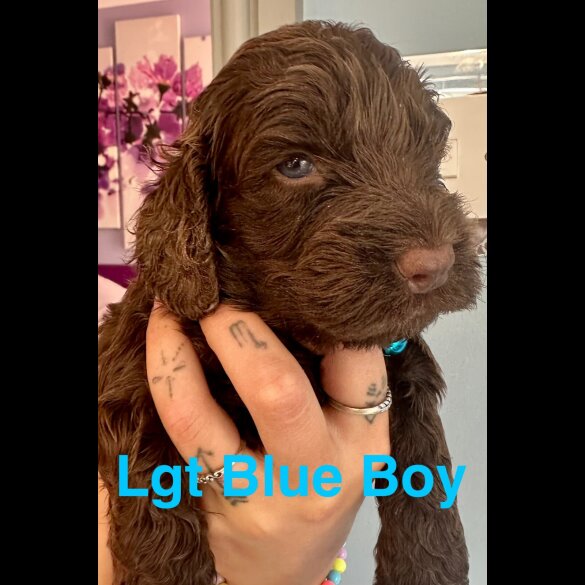 Cockapoo - Both