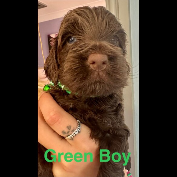 Cockapoo - Both