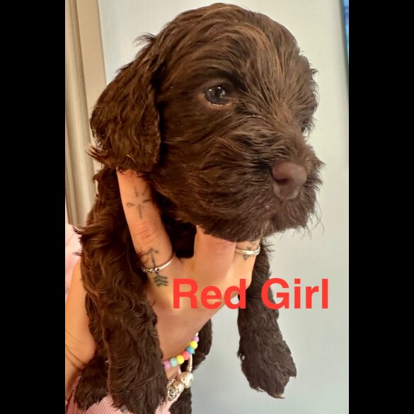 Cockapoo - Both