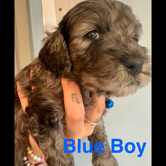 Cockapoo - Both
