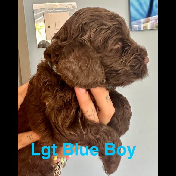 Cockapoo - Both