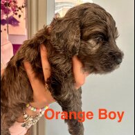 Cockapoo - Both