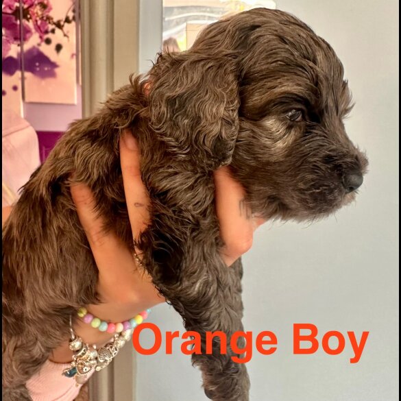 Cockapoo - Both