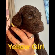 Cockapoo - Both