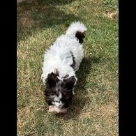 Yorkshire Terrier - Both