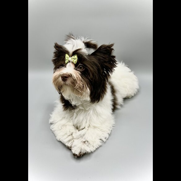 Yorkshire Terrier - Both