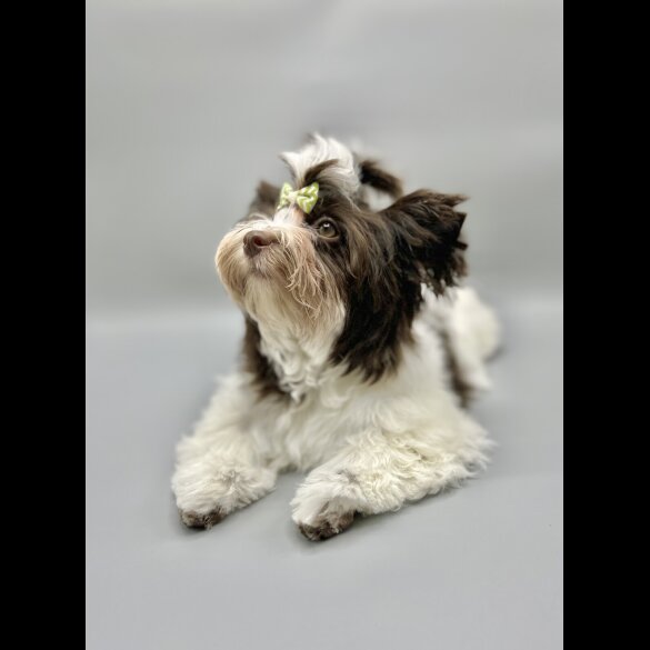 Yorkshire Terrier - Both