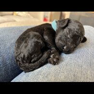Mixed Breed - Both