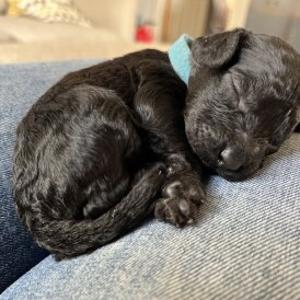 Mixed Breed - Both