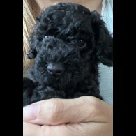Mixed Breed - Both