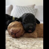 Mixed Breed - Both