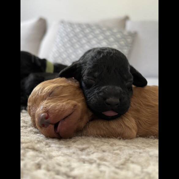 Mixed Breed - Both