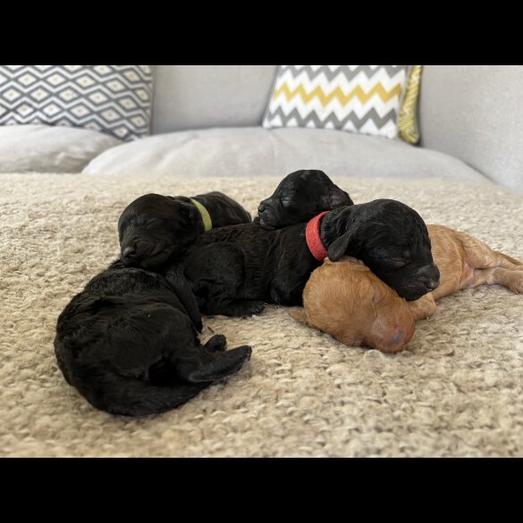 Mixed Breed - Both