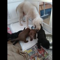Bedlington Terrier - Both