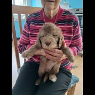 Bedlington Terrier - Both