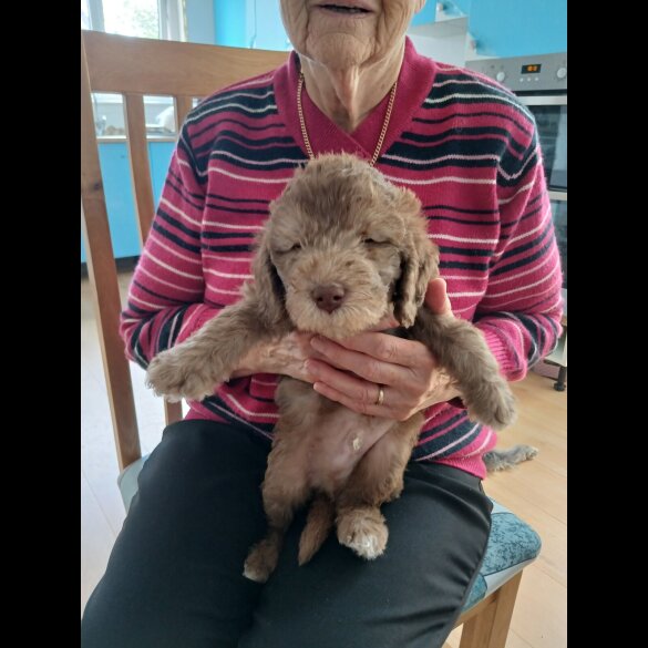 Bedlington Terrier - Both