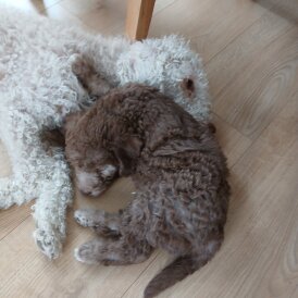 Bedlington Terrier - Both