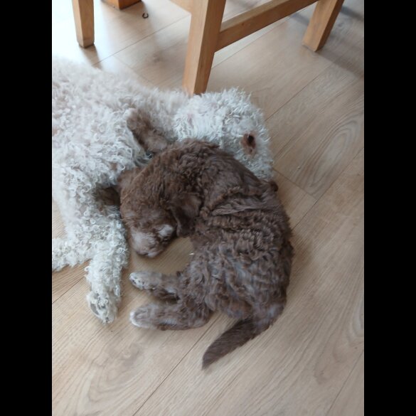 Bedlington Terrier - Both