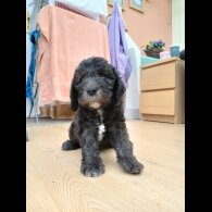 Bedlington Terrier - Both