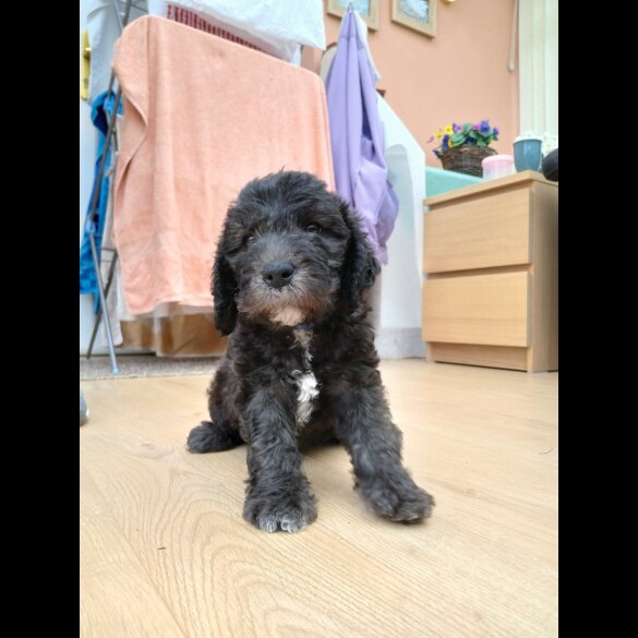 Bedlington Terrier - Both