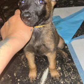 Belgian Shepherd Dog (Tervuren) - Both