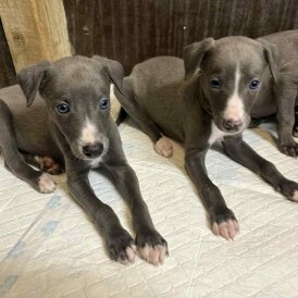 Whippet - Both