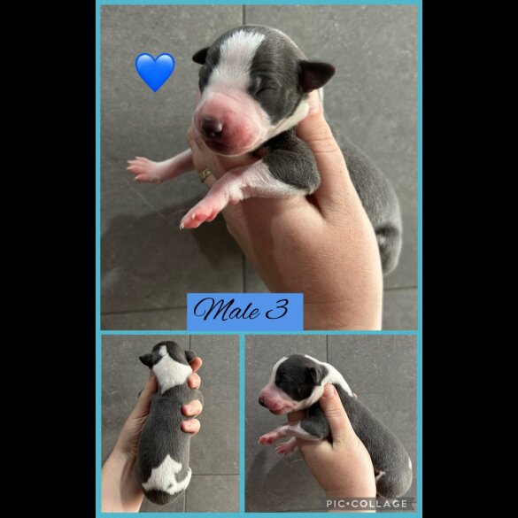 Whippet - Both