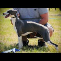 Whippet - Both