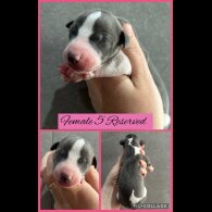 Whippet - Both