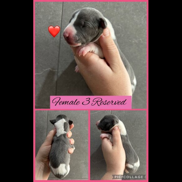 Whippet - Both