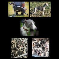 Whippet - Both