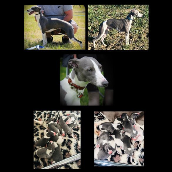 Whippet - Both