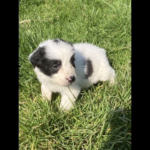 Mixed Breed - Both