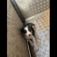 Border Collie - Dogs