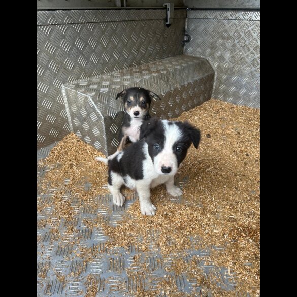 Border Collie - Dogs