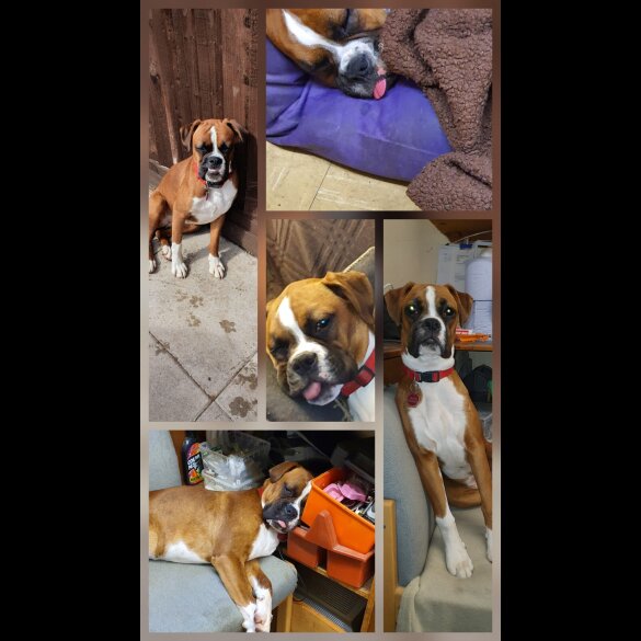 Boxer - Dogs