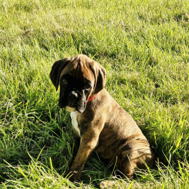 Boxer - Both