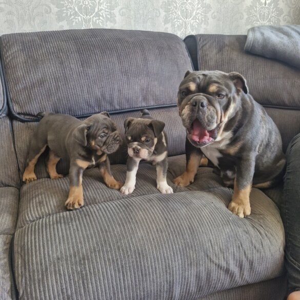 English Bulldog - Both