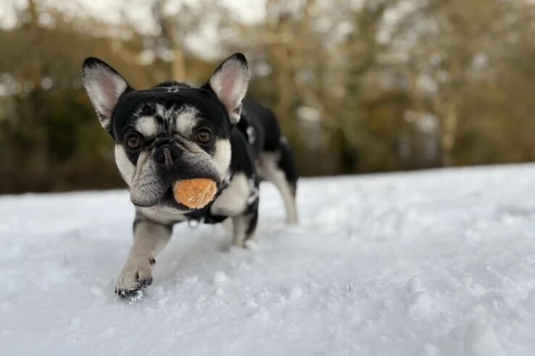 French Bulldog