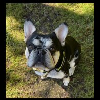 French Bulldog