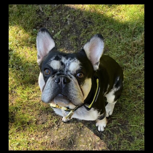 French Bulldog