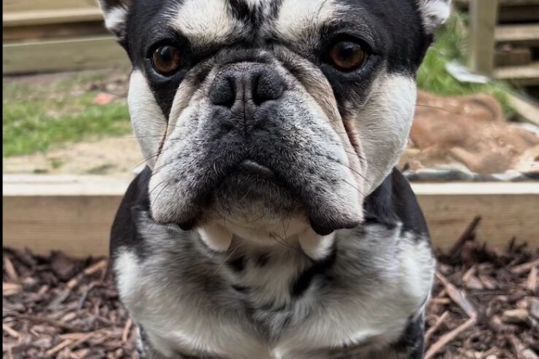 French Bulldog