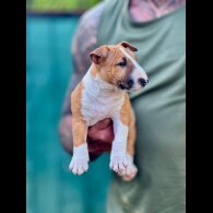 Bull Terrier - Dogs